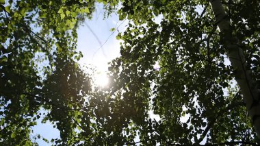 Sonbahar manzara huş woods, huş ağacı arkasında güneş ışığı. Güneş