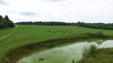 Havadan görünümü yeşil alan ve Gölü. Uçan yeşil çim ve küçük göl ile alanın üzerinde. Orman göl ve alan hava anketi. Yukarıdan tarım arazileri