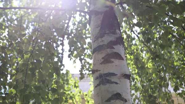 Herfst landschap van het hout van de berk, zonlicht achter berken boom. De zon — Stockfoto