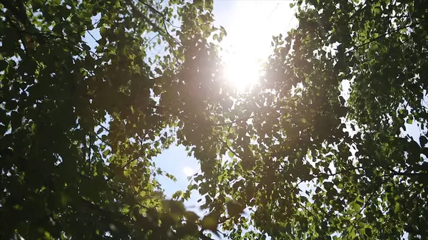 Paisagem de outono das florestas de vidoeiro, luz solar atrás de árvore de vidoeiro. O sol — Fotografia de Stock