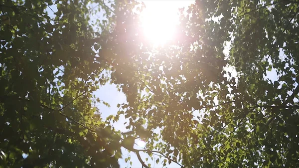 Paisagem de outono das florestas de vidoeiro, luz solar atrás de árvore de vidoeiro. O sol — Fotografia de Stock