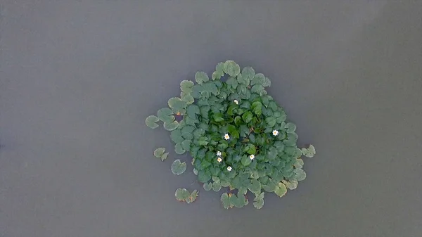 Fliegen über schöne Blüten und Blätter im Sumpf. Luftblume und Blätter im See. grüner Sumpf, in dem die Pflanze schwimmt — Stockfoto