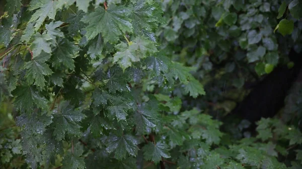 Chuva na floresta. As árvores estão na chuva no quintal. Folhas na chuva. Close up de gotas de água em folhas verdes frescas.A chuva e a água nos ramos das árvores. Folhas — Fotografia de Stock