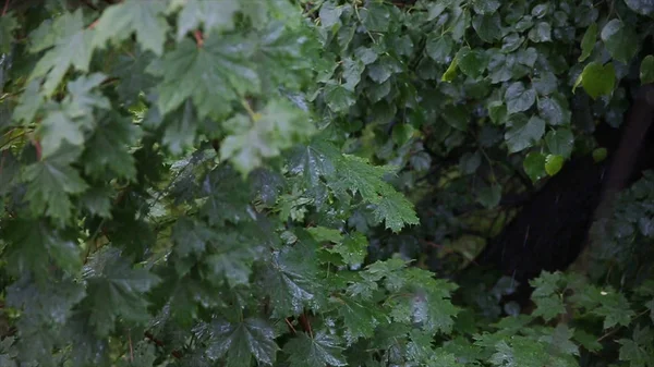 Chuva na floresta. As árvores estão na chuva no quintal. Folhas na chuva. Close up de gotas de água em folhas verdes frescas.A chuva e a água nos ramos das árvores. Folhas — Fotografia de Stock