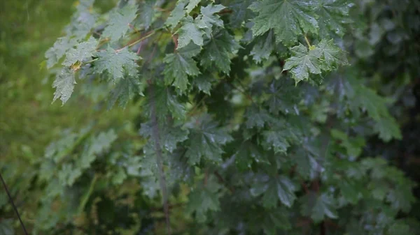 Regn i skogen. Träden stå i regnet i gården. Bladen i regnet. Närbild av vattendroppar på färska gröna blad. Regn och vatten på trädgrenar. Lämnar — Stockfoto