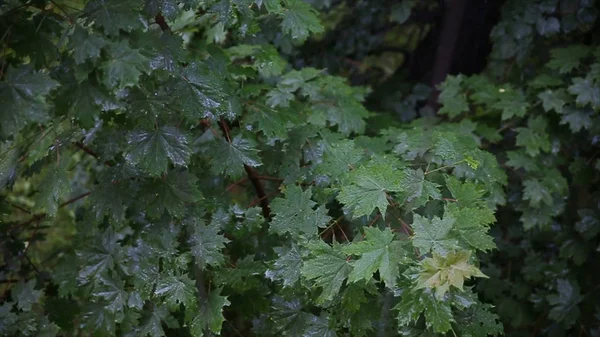 Regn i skogen. Träden stå i regnet i gården. Bladen i regnet. Närbild av vattendroppar på färska gröna blad. Regn och vatten på trädgrenar. Lämnar — Stockfoto