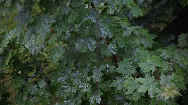 Regn i skogen. Träden stå i regnet i gården. Bladen i regnet. Närbild av vattendroppar på färska gröna blad. Regn och vatten på trädgrenar. Lämnar — Stockfoto