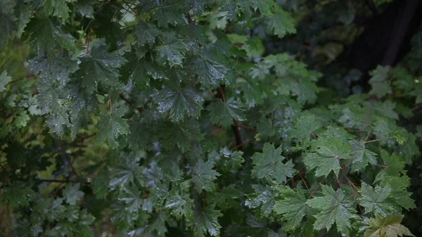 Chuva na floresta. As árvores estão na chuva no quintal. Folhas na chuva. Close up de gotas de água em folhas verdes frescas.A chuva e a água nos ramos das árvores. Folhas — Fotografia de Stock