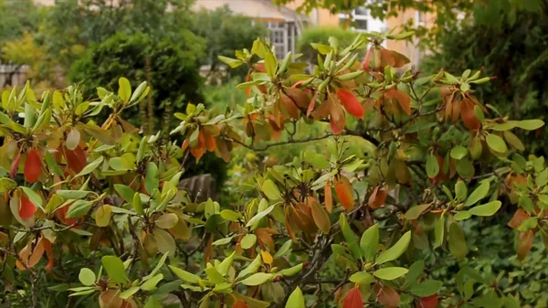 Plantes e filiais no quintal. ponte de madeira no jardim. Lindos bigbranches verdes e folhas. Folhas verdes e ramos para design e decoração. Floresta — Fotografia de Stock