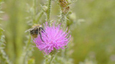 Bir arı nektarı mor cosmos çiçek, toplama makro