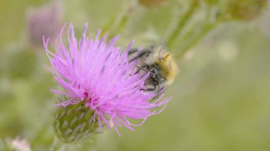 Bir arı nektarı mor cosmos çiçek, toplama makro
