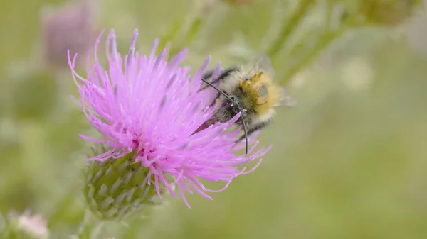 Bir arı nektarı mor cosmos çiçek, toplama makro — Stok fotoğraf