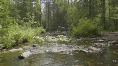 Yatay, orman ve önünde bir nehir. Güzel sahne. Ormandaki nehir