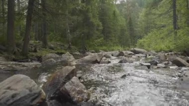 Yatay, orman ve önünde bir nehir. Güzel sahne. Ormandaki nehir