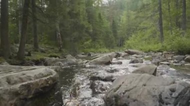 Yatay, orman ve önünde bir nehir. Güzel sahne. Ormandaki nehir