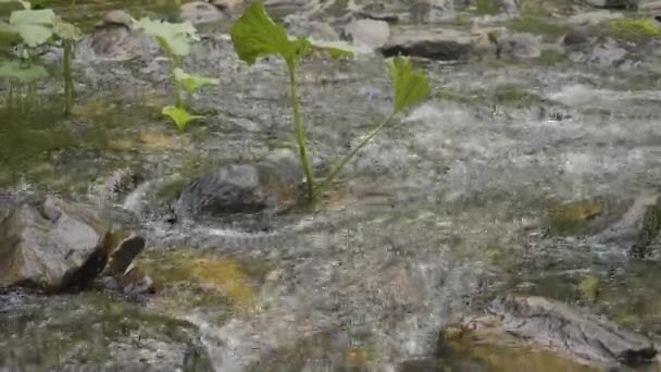 Vattenstänk i floden. Vattnet i floden nära upp med bubblor. Vatten bubblor flyter på ytan av floden närbild — Stockvideo