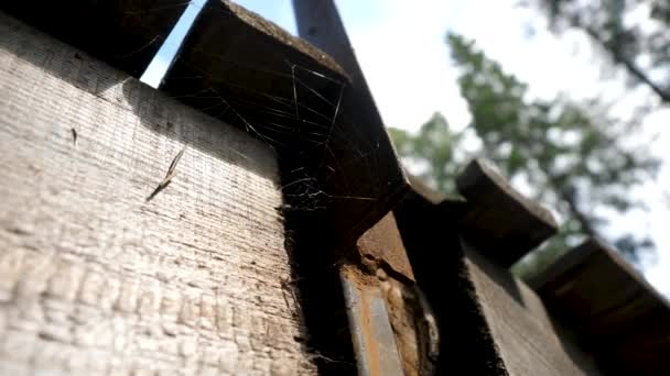 Oude spinnenwebben in verlaten huis. De spin die net onder het dak. Spinnenwebben onder dak — Stockvideo