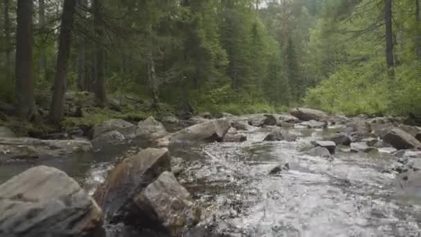 Yatay, orman ve önünde bir nehir. Güzel sahne. Ormandaki nehir — Stok video