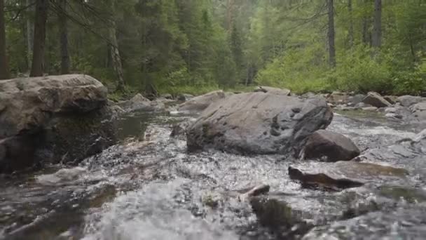 Krajina s lesem a řeka vpředu. Krásné scenérie. Řeka v lese — Stock video