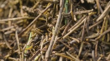 Karıncalar karınca yuvası içinde gezinme. Makro. Karıncalar karınca üzerinde. Kahverengi ot dolu bir alanda büyük ant hill