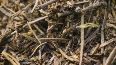 Karıncalar karınca yuvası içinde gezinme. Makro. Karıncalar karınca üzerinde. Kahverengi ot dolu bir alanda büyük ant hill