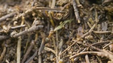 Karıncalar karınca yuvası içinde gezinme. Makro. Karıncalar karınca üzerinde. Kahverengi ot dolu bir alanda büyük ant hill