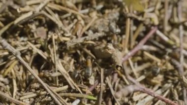 Karıncalar karınca yuvası içinde gezinme. Makro. Karıncalar karınca üzerinde. Kahverengi ot dolu bir alanda büyük ant hill