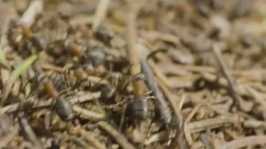 Ormanda büyük bir karınca yuvası. Yaz ormanlarında karınca kolonisi olan büyük bir karınca yuvası. Karıncalar ormandaki karınca yuvasında. Yakın plan.