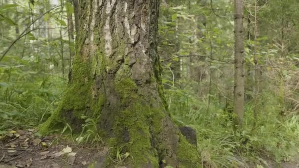 Staré stromy lišejníkem a mech v lese. Lesní stromy přírody zelené dřevo. Mech na stromě v lese — Stock video