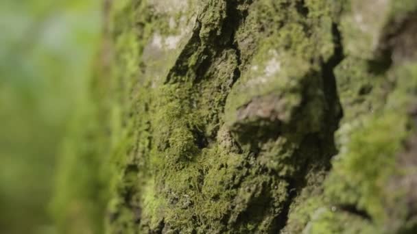 Vieux arbres avec lichen et mousse dans la forêt. Arbres forestiers nature bois vert. De la mousse sur l'arbre dans la forêt. Gros plan — Video