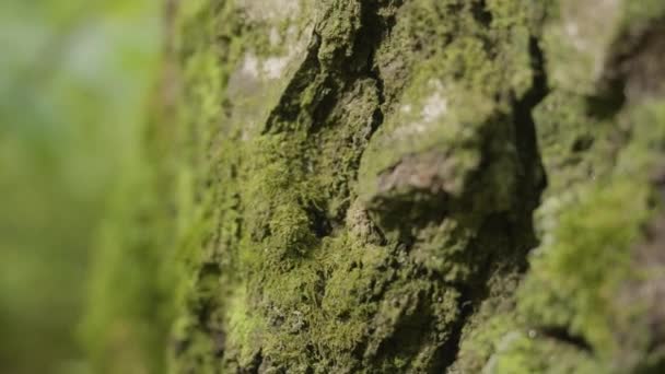 Árboles viejos con líquenes y musgo en el bosque. Bosque árboles naturaleza madera verde. Moss en el árbol en el bosque. Primer plano. — Vídeos de Stock