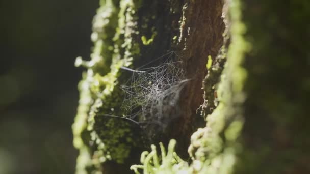 Teia de aranha grande, em uma árvore, no orvalho da manhã, com fundo natural, teia de aranha muito sólida — Vídeo de Stock