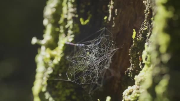 Large spiderweb , on a tree, on morning dew, with natural background, very solid cobweb — Stock Video