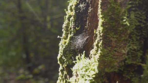 Grote spinrag. Spider web close-up. De grote Raagbol close-up met de branch, schijnt in het zonlicht — Stockvideo