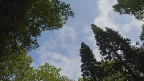 Witte wolken omgeven door weelderige bomen tegen een mooie heldere hemel. Groene bomen in de achtergrond hemel bekijken vanaf de onderkant van — Stockvideo