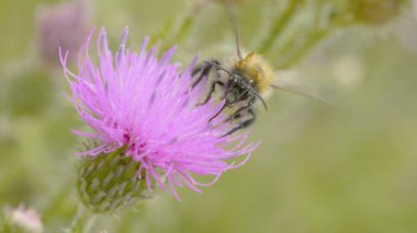 Bir arı nektarı mor cosmos çiçek, toplama makro