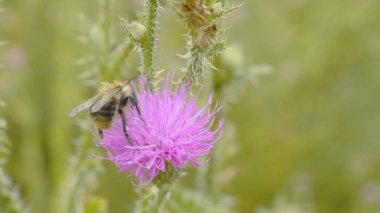 Bir arı nektarı mor cosmos çiçek, toplama makro