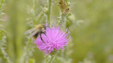 Bir arı nektarı mor cosmos çiçek, toplama makro
