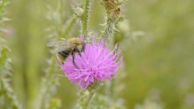 Bir arı nektarı mor cosmos çiçek, toplama makro