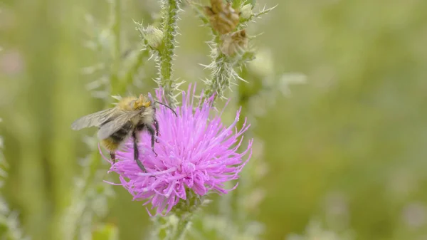 Bir arı nektarı mor cosmos çiçek, toplama makro — Stok fotoğraf