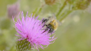 Bir arı nektarı mor cosmos çiçek, toplama makro
