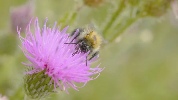 Bir arı nektarı mor cosmos çiçek, toplama makro — Stok fotoğraf