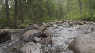 Sonbahar zaman dağ nehir. Kayalık sahil. Rocky Dağları akan nehir