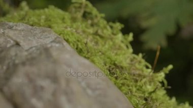 Güzel yeşil yosun güneş ışığı altında. Ağaç, güzel arka plan Moss yosun yetişir. Moss, Sonbahar, orman, yaprağına doğa, yaban hayatı
