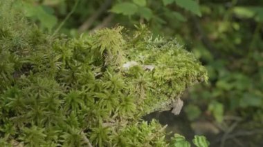 Güzel yeşil yosun güneş ışığı altında. Ağaç, güzel arka plan Moss yosun yetişir. Moss, Sonbahar, orman, yaprağına doğa, yaban hayatı