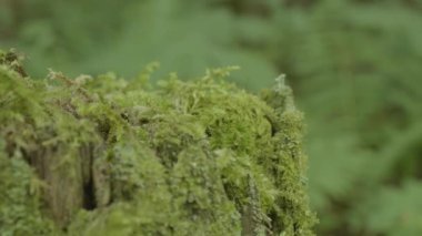 Ormanda stump. Eski ağaç kütüğü yosun kaplı. Güdük yeşil yosun spruce pine iğne yapraklı ağaç orman park ağaç kök kabuğu güneş ışığı arka plan