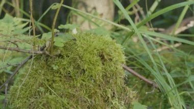 Ormandaki güdük üzerinde moss. Eski ahşap orman yosun ile. Güdük yeşil yosun spruce pine iğne yapraklı ağaç orman park ağaç kök kabuğu