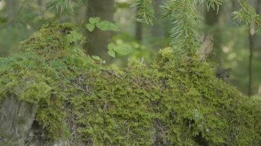 Ormandaki eski güdük büyük kökleri yosun kaplı. Ormandaki güdük üzerinde yosun