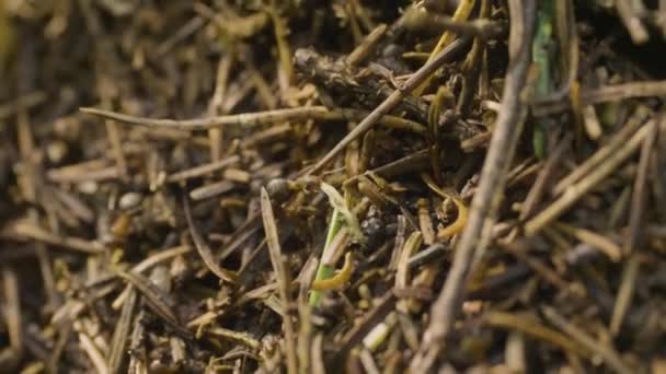 De mieren kruipen in de mierenhoop. Macro. Mieren op een mierenhoop. Grote mier heuvel in een gebied van bruin gras — Stockvideo