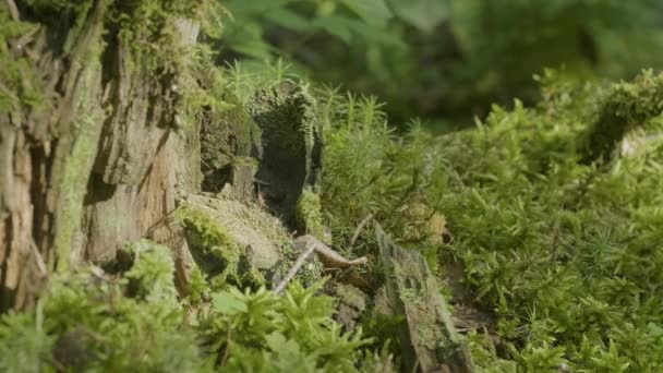 Schönes grünes Moos im Sonnenlicht. Moos wächst auf dem Baum, schöner Hintergrund aus Moos. Blatt auf Moos, Herbst, Wald, Natur, Tierwelt — Stockvideo